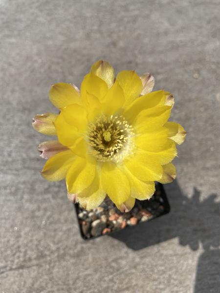 Acanthocalycium glaucum